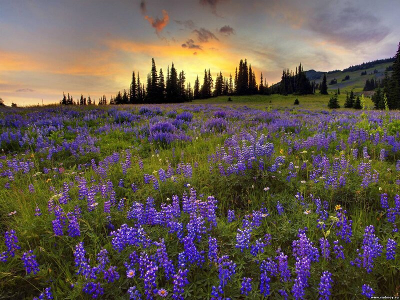 Purple Wildflowers in Field — Serene, Sunset