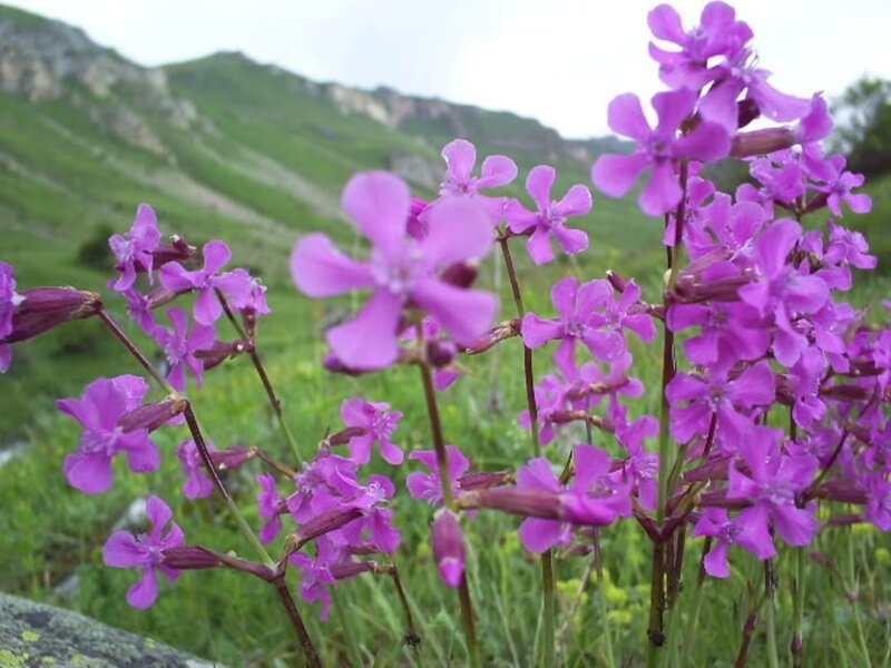 Purple Wildflowers in Field — Serene