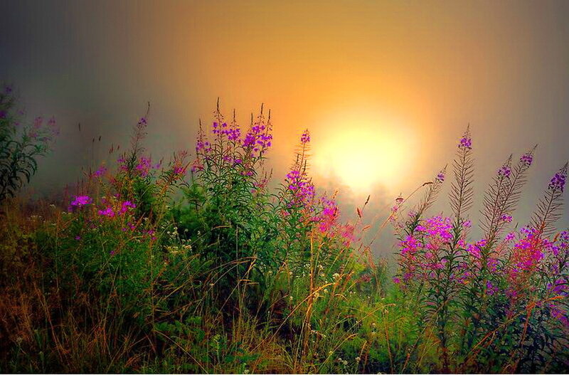 Purple Wildflowers in Fog