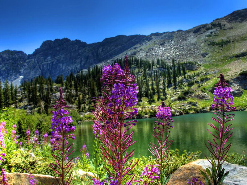 Purple Wildflowers in Foreground