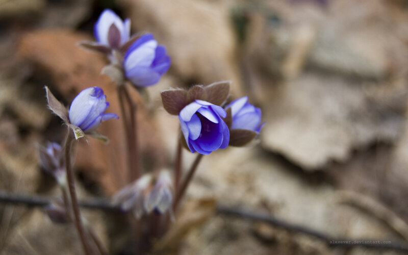 Purple wildflowers in forest
