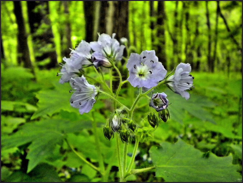 Purple Wildflowers in Forest — Green, Serene, Spring