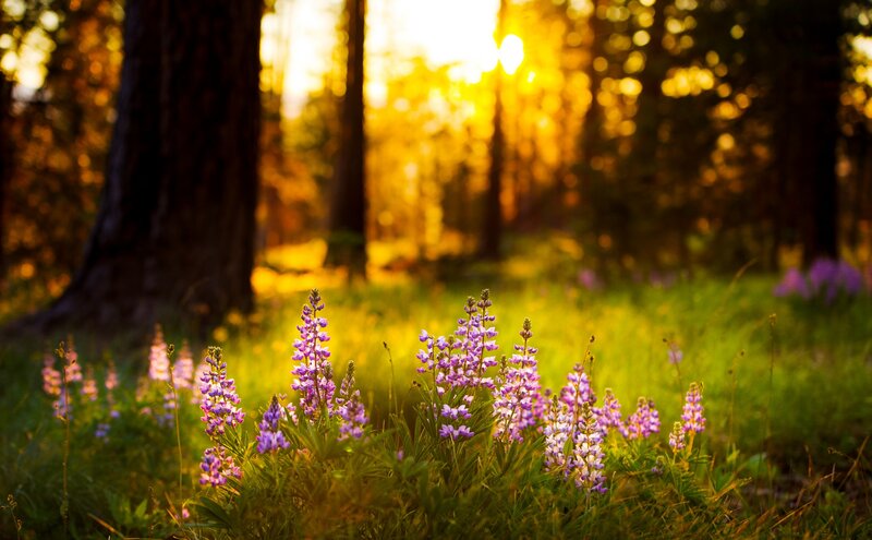Purple Wildflowers in Forest — Green, Serene, Sunset