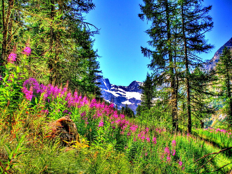 Purple Wildflowers in Forest — Green, Serene