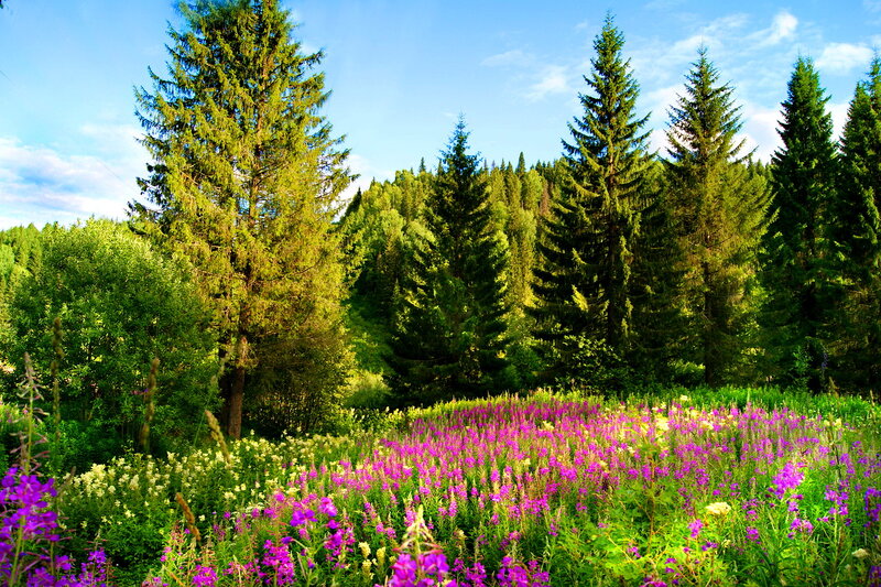 Purple Wildflowers in Forest — Green