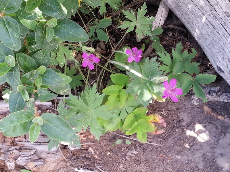 Purple Wildflowers in Forest — Natural
