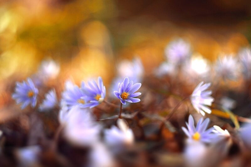 Purple Wildflowers in Forest — Serene, Spring