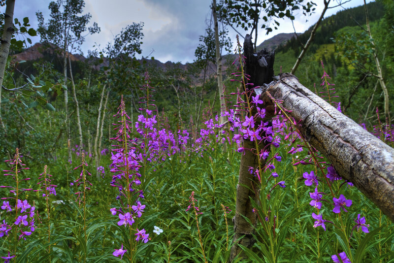 Purple Wildflowers in Forest — Serene, Summer