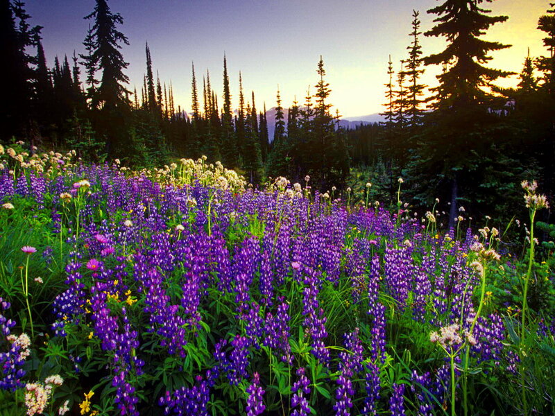 Purple Wildflowers in Forest — Serene, Sunset