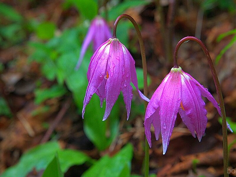 Purple Wildflowers in Forest — Serene