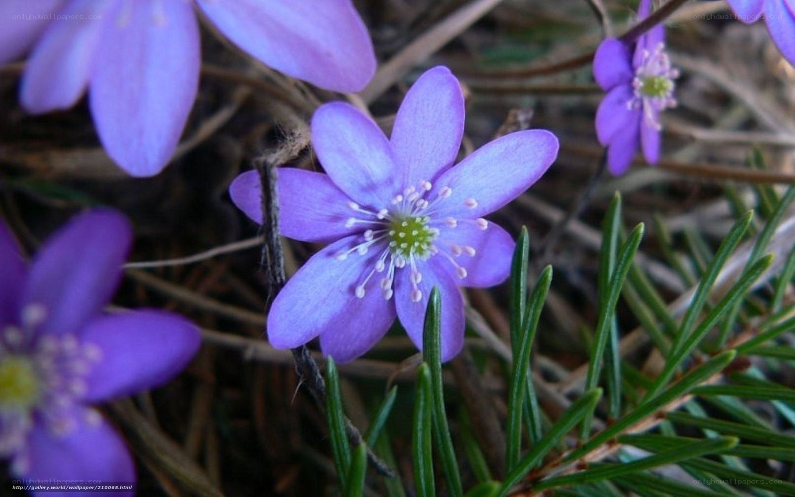 purple wildflowers in forest