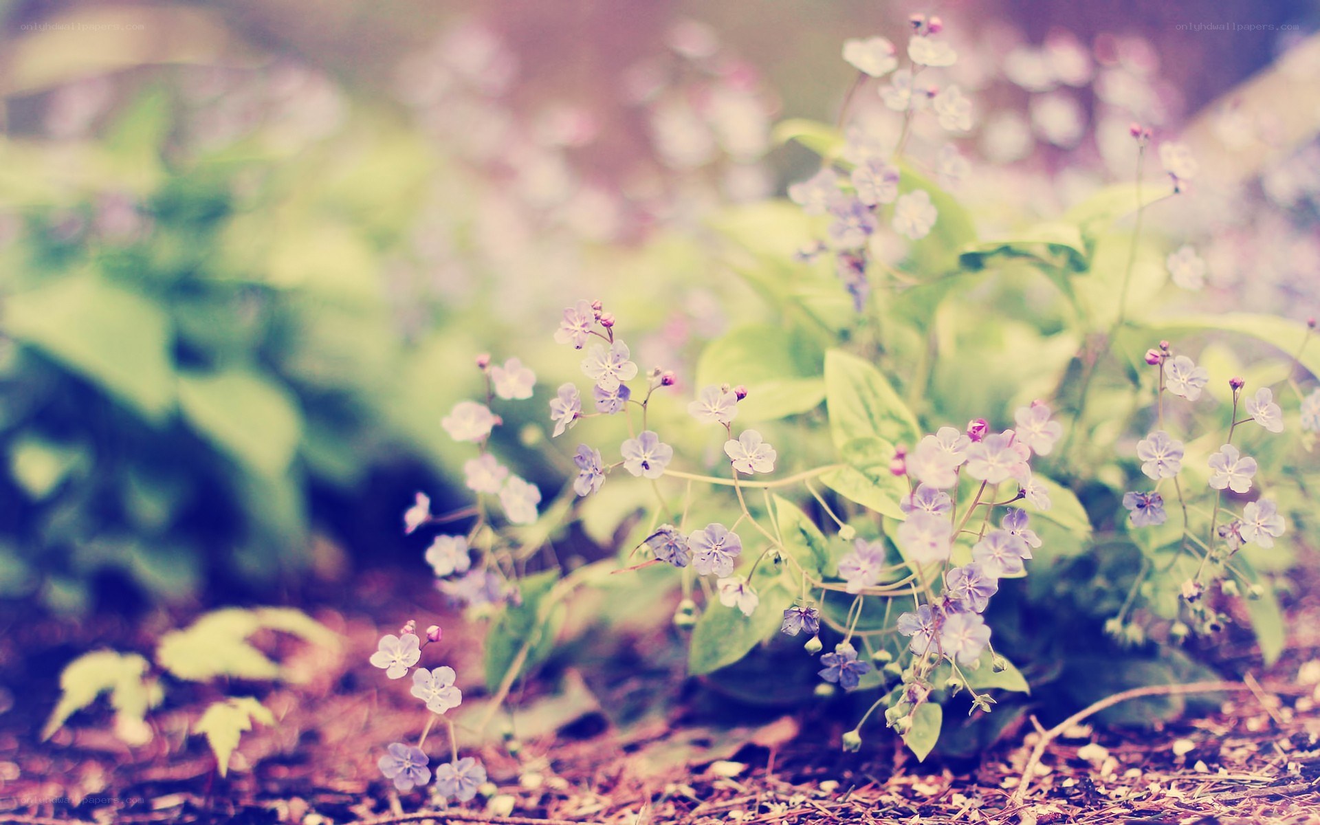 purple wildflowers in garden