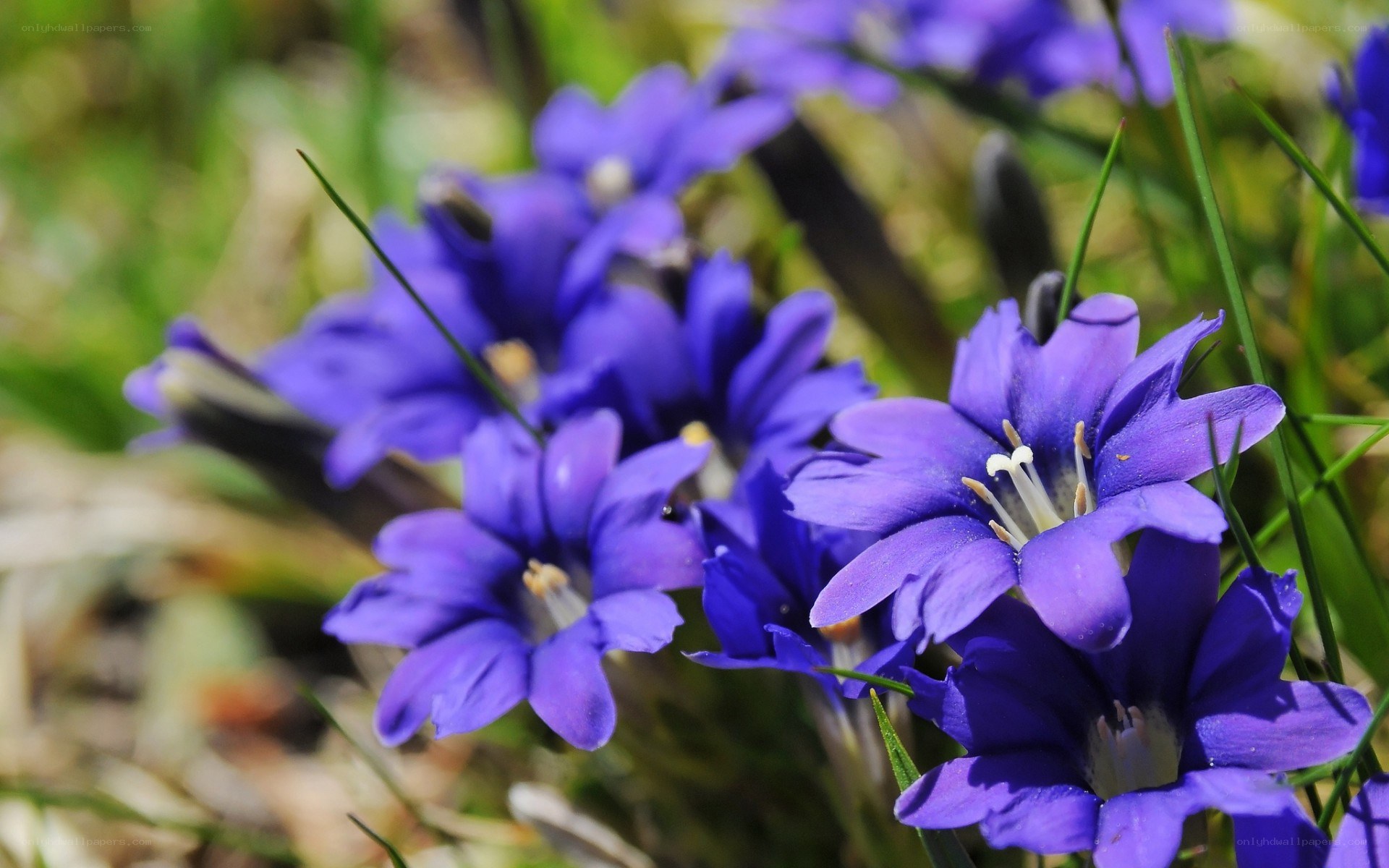 purple wildflowers in grass