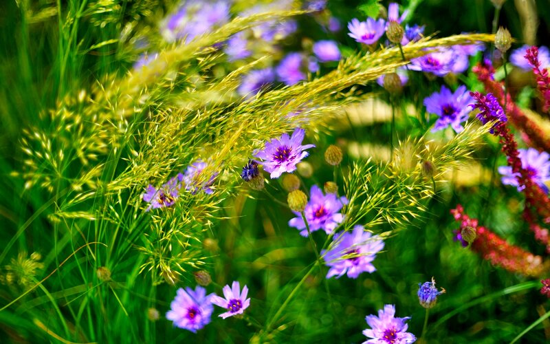 Purple Wildflowers in Grass — Green, Natural