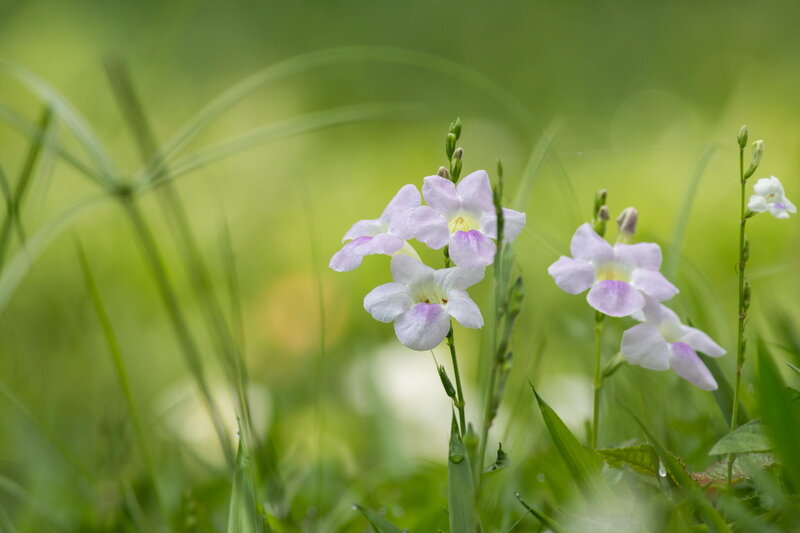 Purple Wildflowers in Grass — Green, Serene