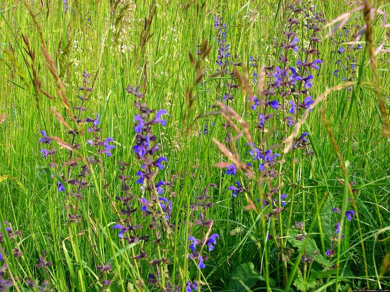 Purple Wildflowers in Grass — Green