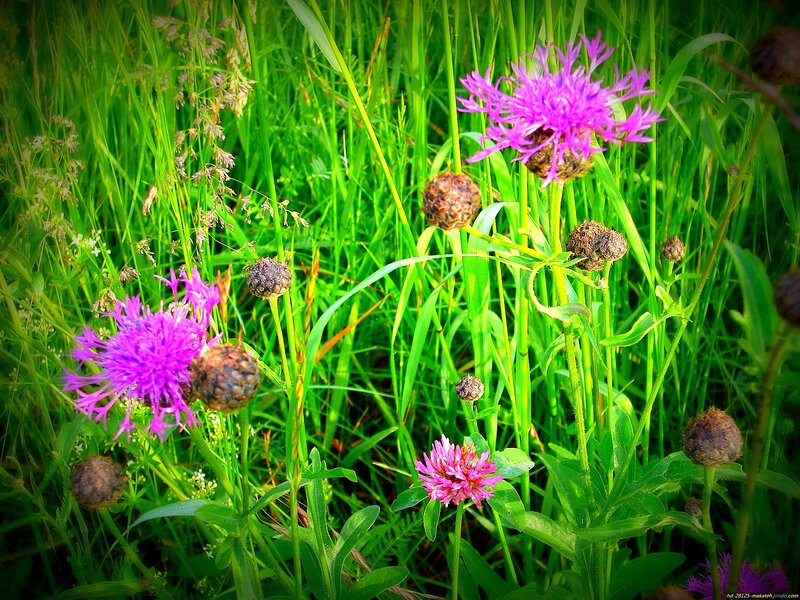 Purple Wildflowers in Grass — Natural, Summer