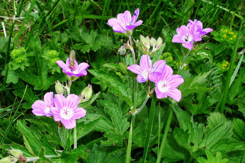 Purple Wildflowers in Grass — Natural