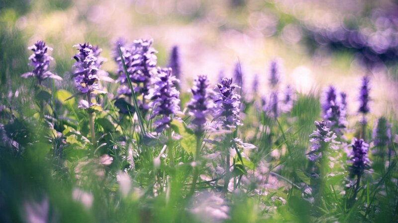 Purple Wildflowers in Grass — Serene, Afternoon, Photograph, Sunlight
