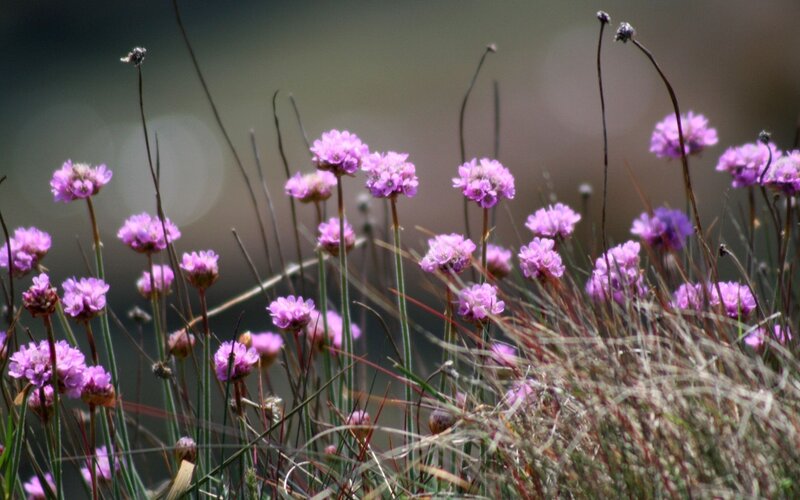Purple Wildflowers in Grass — Serene, Afternoon, Photograph