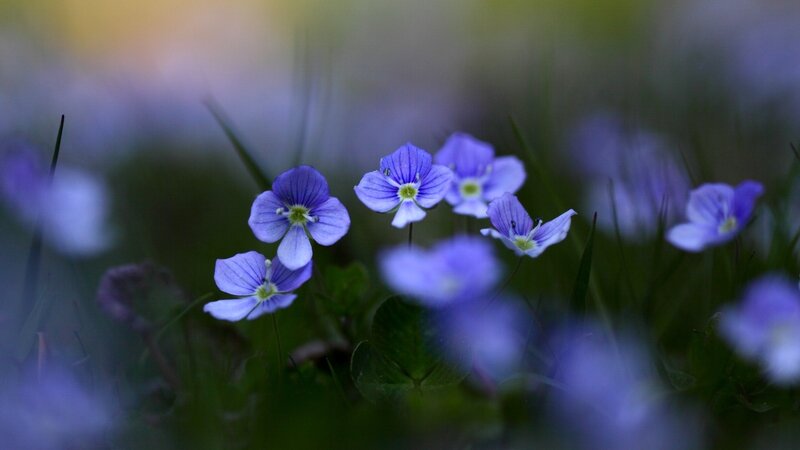Purple Wildflowers in Grass — Serene, Morning, Photograph