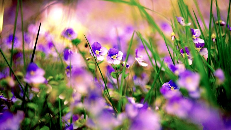 Purple Wildflowers in Grass — Serene, Morning