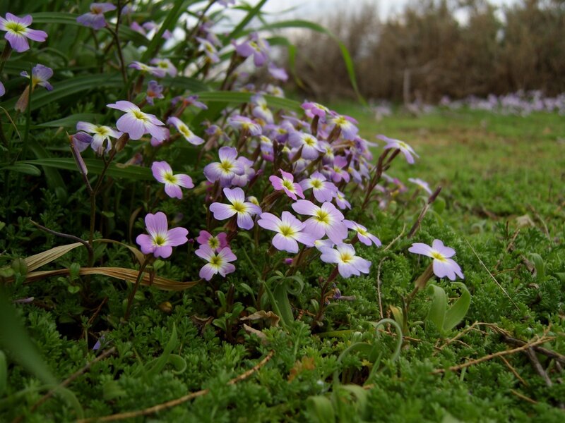 Purple Wildflowers in Grass — Serene, Spring, Photograph, Greenery