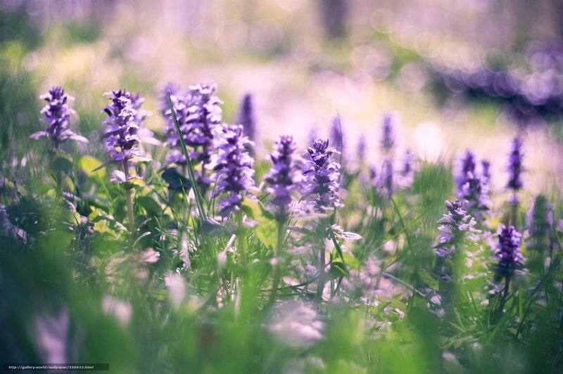 Purple Wildflowers in Grass — Serene, Spring, Photograph
