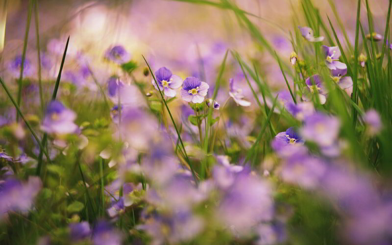Purple Wildflowers in Grass — Serene, Spring