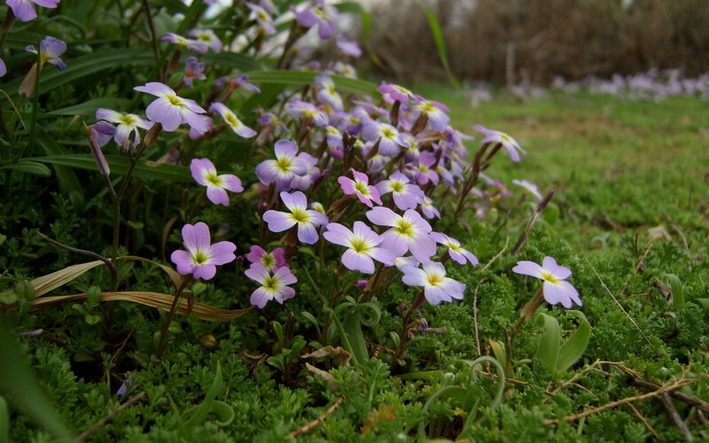 Purple Wildflowers in Grass — Serene