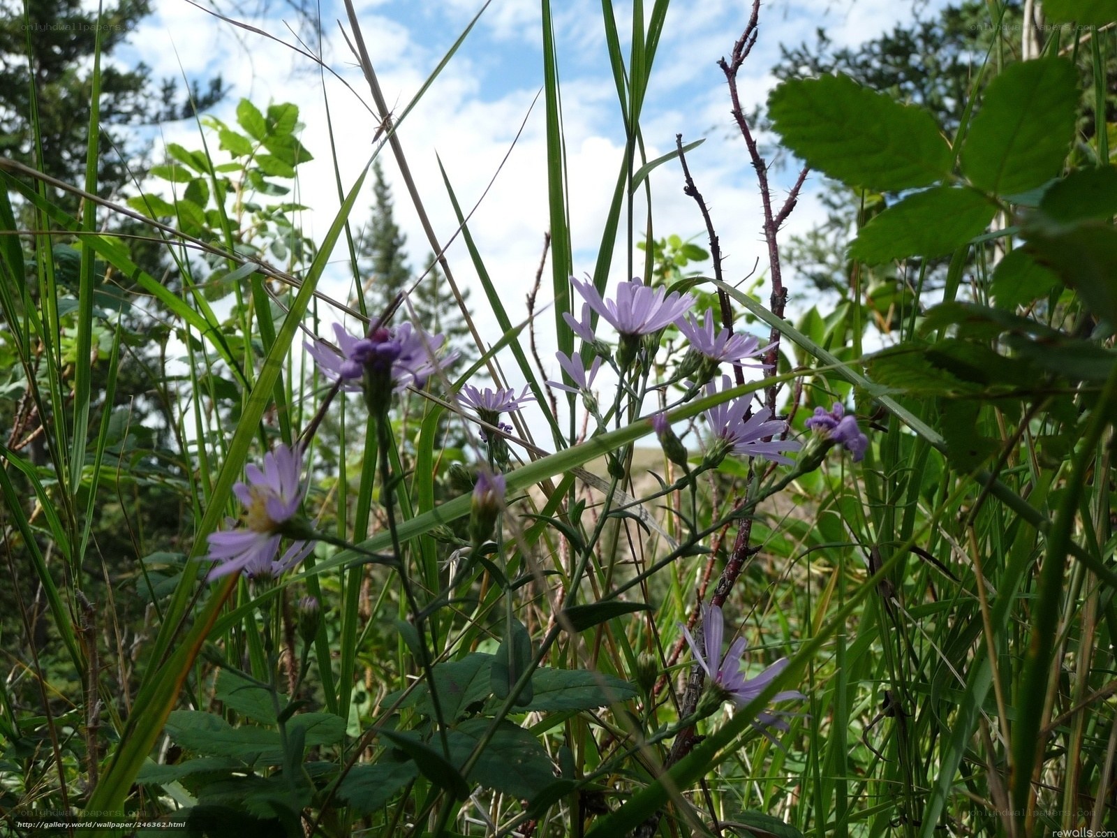 Purple wildflowers in grass