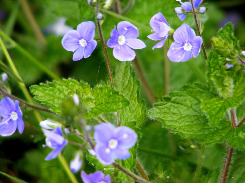 purple wildflowers in green foliage