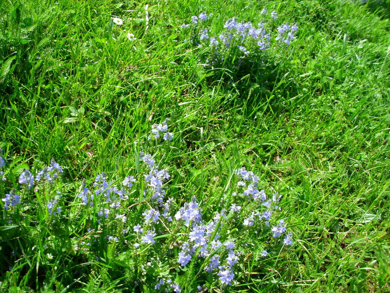 purple wildflowers in green grass
