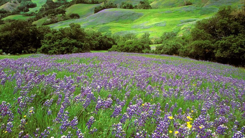 purple wildflowers in green hills