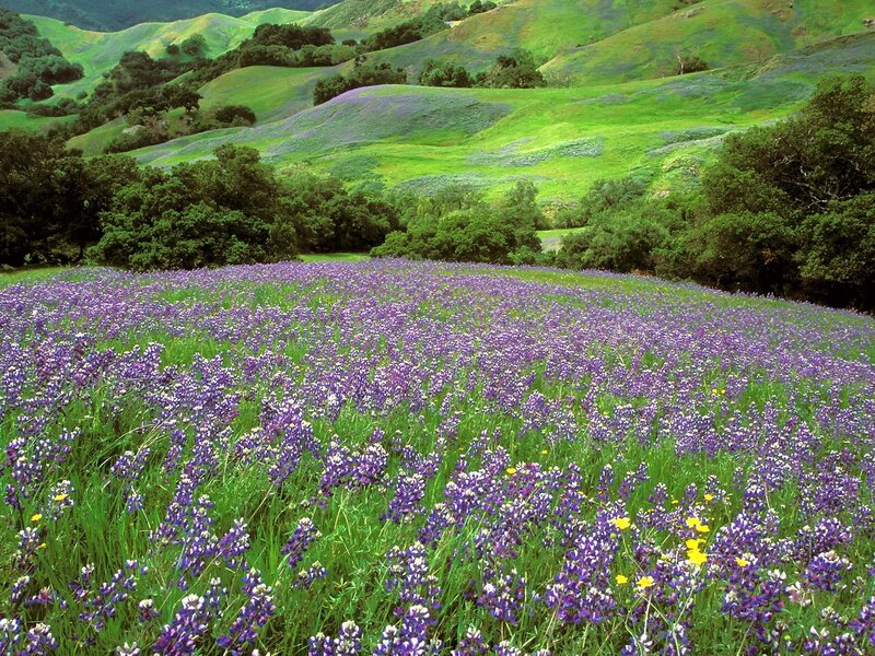 purple wildflowers in green hills