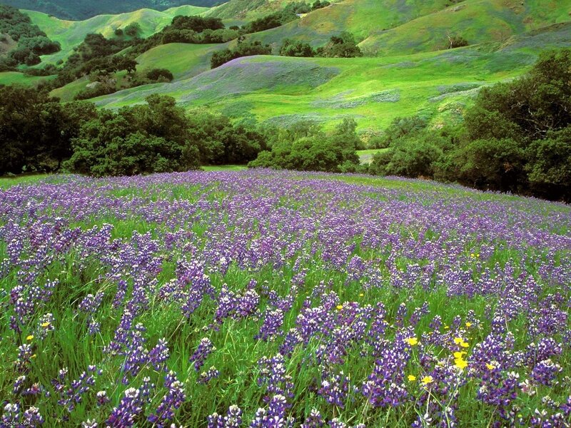 purple wildflowers in green hills