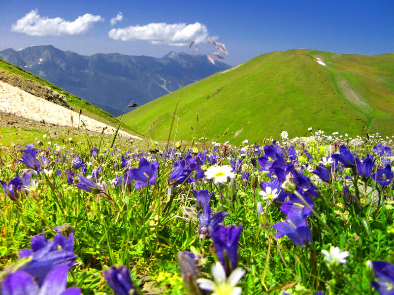 Purple Wildflowers in Meadow — Blue