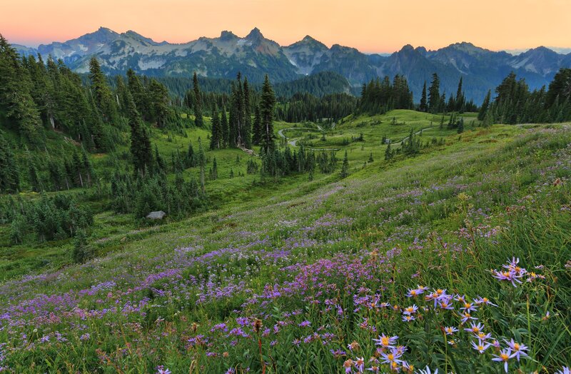 Purple Wildflowers in Meadow — Green, Serene