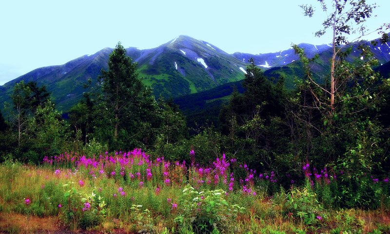 Purple Wildflowers in Meadow — Green