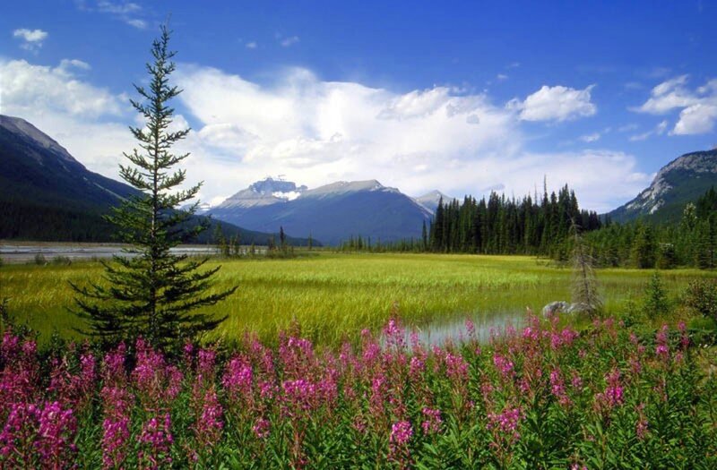 Purple Wildflowers in Meadow