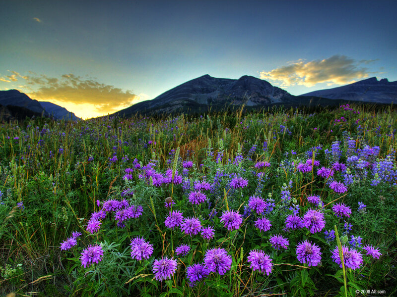 Purple wildflowers in mountain meadow