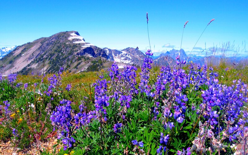 Purple Wildflowers in Mountain Meadow — Serene