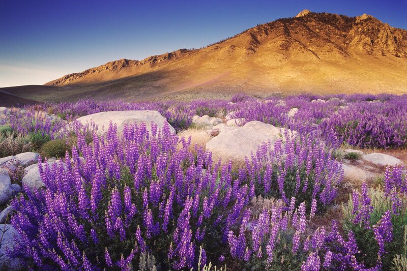 Purple wildflowers in mountain valley