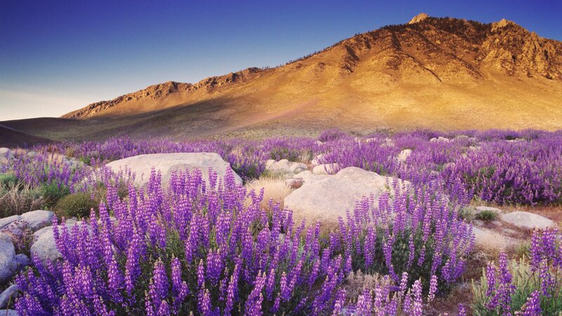 Purple wildflowers in mountain valley