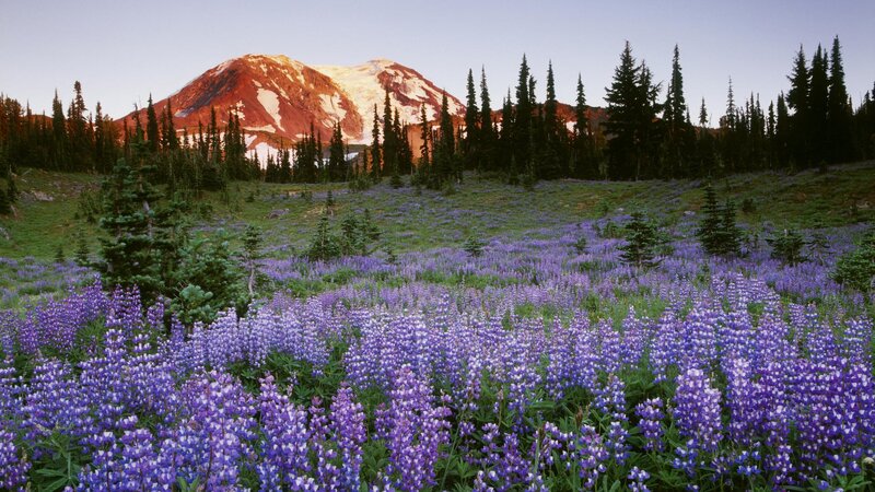 Purple wildflowers in mountain valley