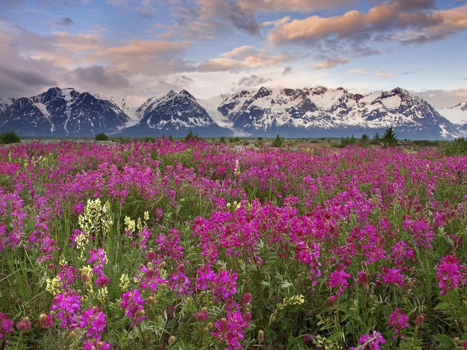 Purple wildflowers in mountain valley