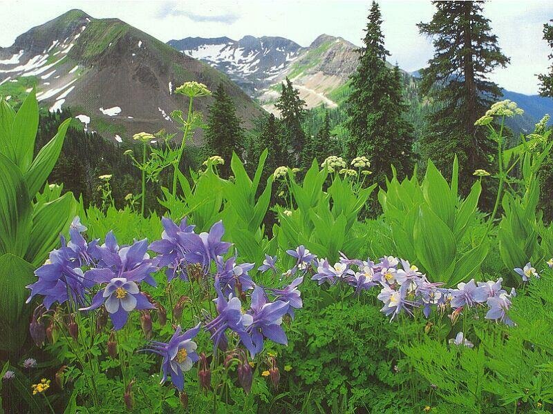 Purple Wildflowers in Mountains — Green, Serene