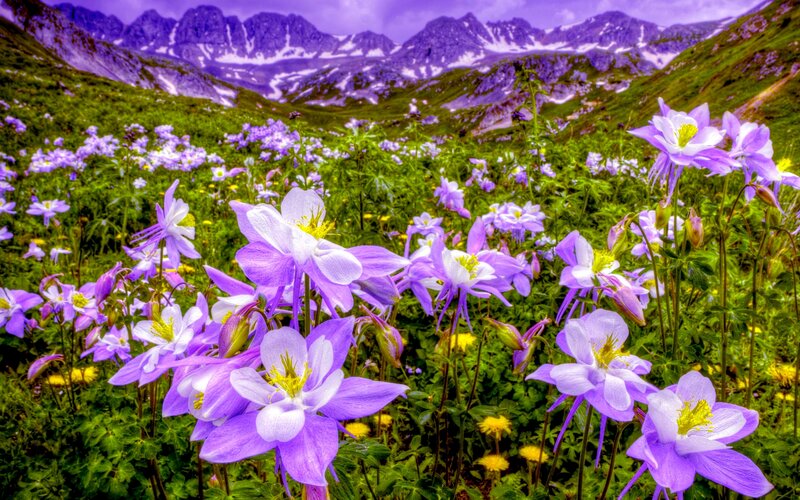 Purple Wildflowers in Mountains — Serene, Summer