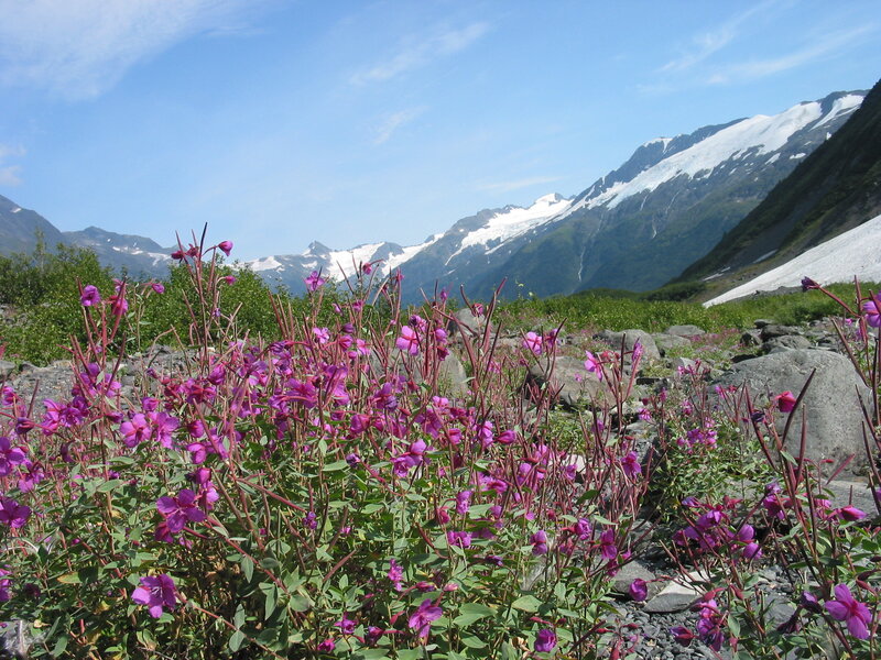 Purple Wildflowers in Mountains — Serene