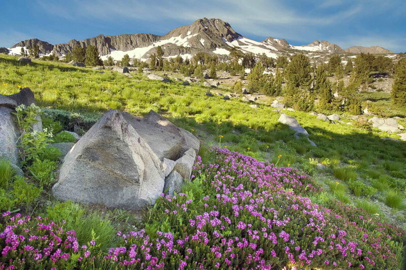 Purple Wildflowers in Mountains